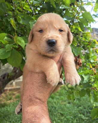 Golden retriver