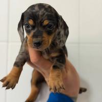 Bassotto Arlecchino nano