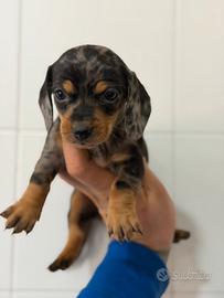 Bassotto Arlecchino nano