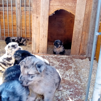 Cuccioli pastore del Lagorai