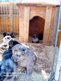 Cuccioli pastore del Lagorai