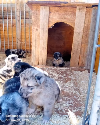 Cuccioli pastore del Lagorai