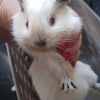Porcellini d india cavia Himalayana