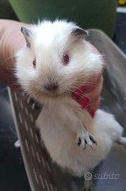 Porcellini d india cavia Himalayana
