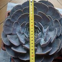 Pianta succulente taglia grande 