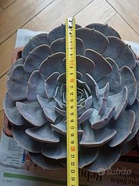 Pianta succulente taglia grande 