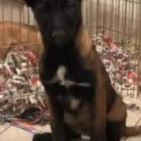 Cuccioli di pastore belga Malinois