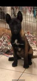 Cuccioli di pastore belga Malinois