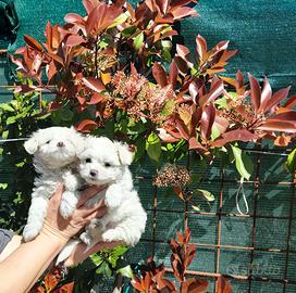 Maltese Pedigree ENCI maschio mini