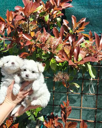 Maltese Pedigree ENCI maschio mini