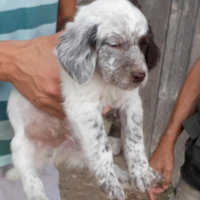 Setter Inglesi originali "cuccioli"