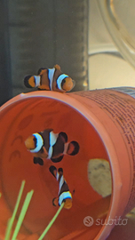 Pesci Pagliaccio Black Percula Photon