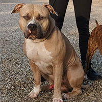 Stallone Amstaff per monta