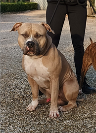 Stallone Amstaff per monta