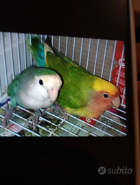 Disponibile coppia di inseparabili