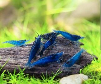 Caridine blu