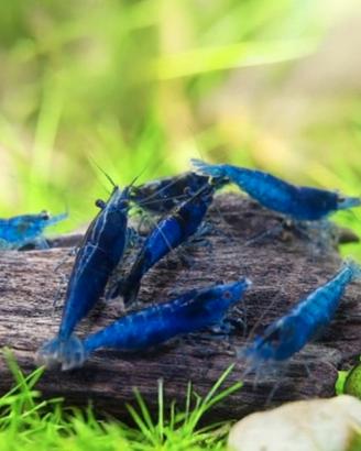 Caridine blu