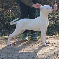 Cucciola disponibile