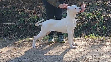 Cucciola disponibile