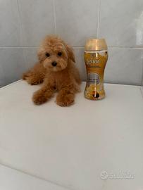 Barboncino Teacup Minitoy