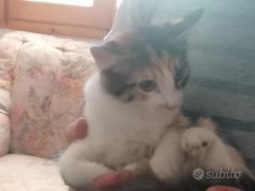 regolo gattini