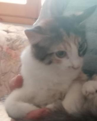 regolo gattini