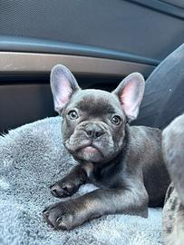 Bulldog Francese cuccioli