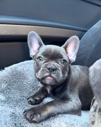 Bulldog Francese cuccioli