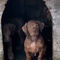 Rhodesian Ridgeback