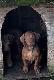 Rhodesian Ridgeback