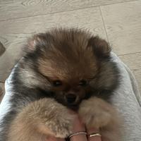 Cucciolo volpino di Pomerania - spitz tedesco nano