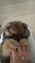 Cucciolo volpino di Pomerania - spitz tedesco nano