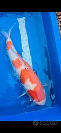 Carpa koi kohaku