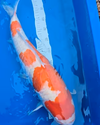 Carpa koi kohaku