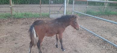 Pony