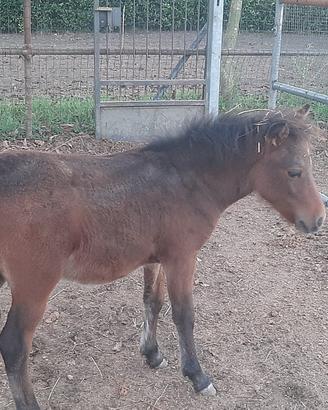 Pony
