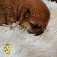 Cuccioli di shiba inu con pedigree ENCI