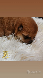 Cuccioli di shiba inu con pedigree ENCI