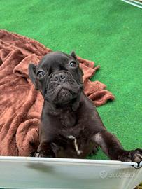 Bulldog francese maschio total black
