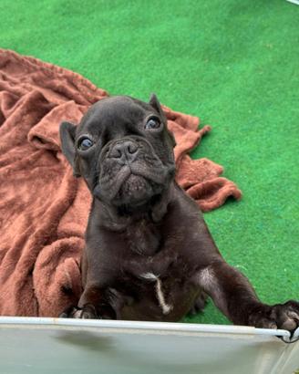 Bulldog francese maschio total black