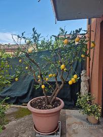 piante da limone