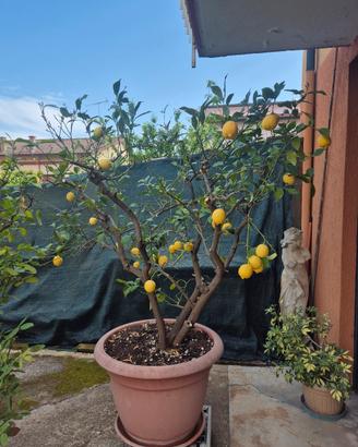 piante da limone