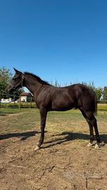 Puledro Paint Black