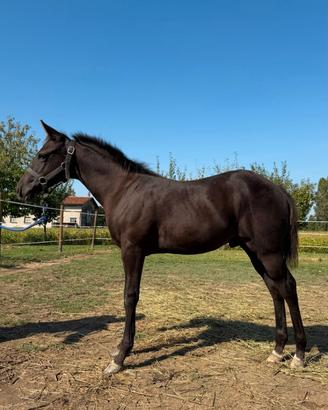 Puledro Paint Black