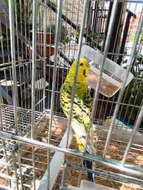 Cocorita