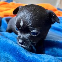 Chihuahua maschio nero lucido