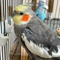 Cocoritte