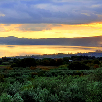 Giardiniere esperto - oliveti, giardini, potatura