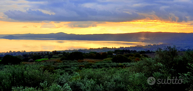 Giardiniere esperto - oliveti, giardini, potatura