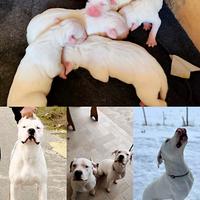 Dogo argentino